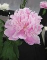 Paeonia lactiflora Fuji